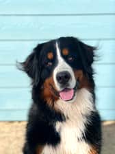 Pedrotheberner