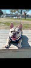 thefrenchieziggy_