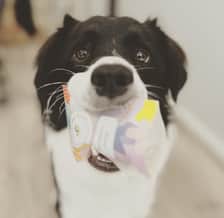 squishiiipups