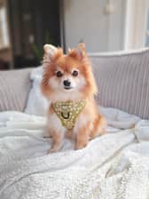 Ivy.kleinkees