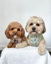 Walt.and.lily.shihpoo