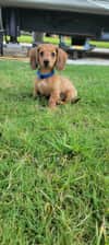 Benelli&Sawyer_dachsund