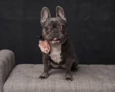 stellla_barktois