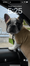 Frenchiemzcocochanel