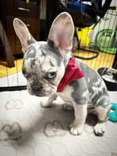 boba.da.frenchie