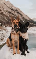 The_Prairie_Paws