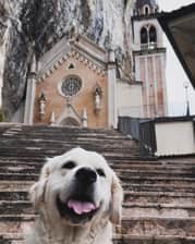 Frenkie_golden_retriever