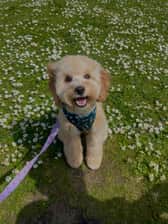 coffeethecavapoochon