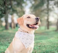 acethelabraheeler
