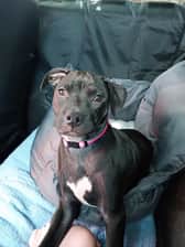 Sashathebestdogever