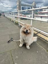 moose_cream_chow