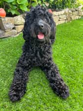 Mabeltheblackcockapoo