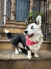 corgo_bob