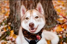 countrypawspack