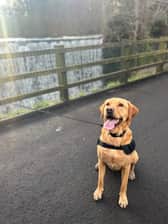 Labradorthepablo