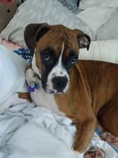 #angelboxerboi