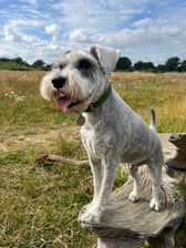 Duggietheschnauzer