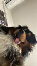 Texasdogslife_