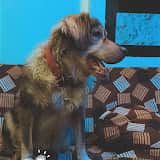 sandy_the.boss