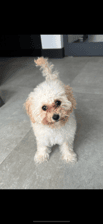koosje.toypoodle