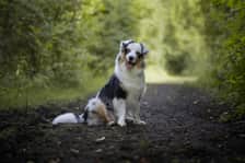 ozzyaustralianshepherd