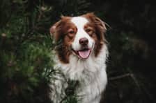 mexx_the_aussie