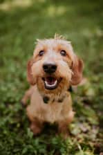 scoobyminidog
