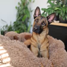 borrie_the_belgian_buddy