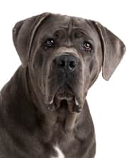 skye.thecanecorsogirl