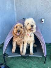 Thadoodlesisters_