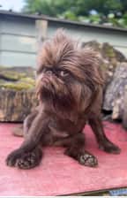 griffy.girl