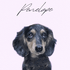 penelope_jane_the_ween