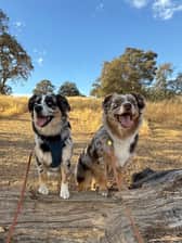 ozzy_and_willows_ruff_life