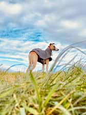 vaianathewhippet
