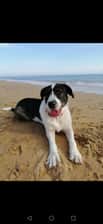 Sheila.saywoof