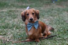 hendrypippin