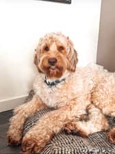 Beerthedoodle_