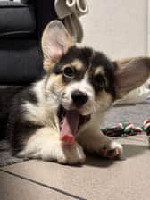 apollo_the.corgi1