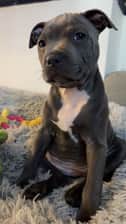 Winnie.thecrazystaffy