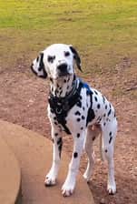 clarencethedalmatian