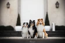 let_it_be_dogs