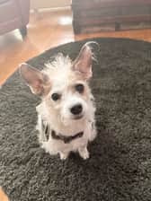 Vinniethescruffydog