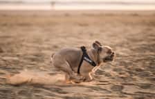 Frenchie_Wallace