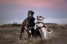 a_bunchofdogs