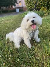 pegasusthemaltese