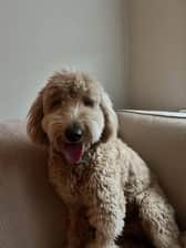 archiethedoodiliciousdoodle
