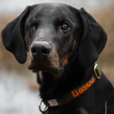 one.eyed.dober