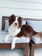 realaussierobin