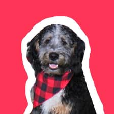bernedoodle_bo