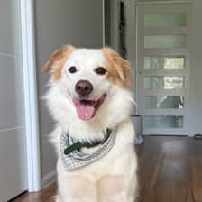 bailey.the.border_collie